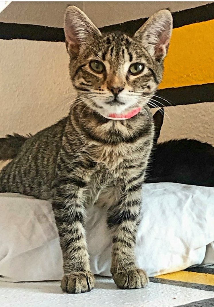 kittybungalow's tweet photo. Sweet faces in need of good homes! 🌈 @NBC4 & @Telemundo #ClearTheShelters is Aug 17 but we’re celebrating #allmonthlong w/ $20 adoptions. Visit https://t.co/FJoSaVeqCd to view adoption ready students, fill out an application & make an appointment or walk-in at Charter School! https://t.co/4qTTIBdYka