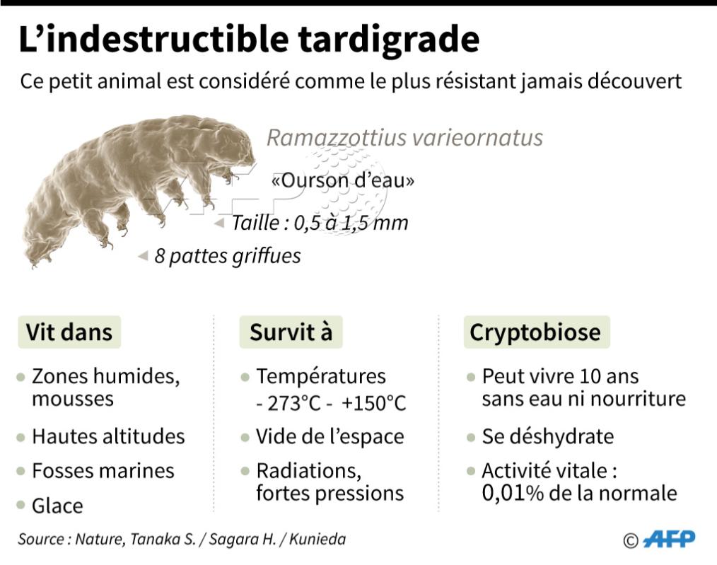 afpfr's tweet photo. Il pourrait y avoir de la vie sur la Lune : les tardigrades, des êtres indestructibles capables de résister à des radiations extrêmes, à une chaleur étouffante, aux températures les plus froides et à des décennies sans nourriture https://t.co/Jeuc6FpfSF 
✍️ @IssamAhmed #AFP https://t.co/jMtyS4Bba5