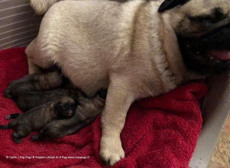 Line Celebrities Coco Chanel x UK Ch Zobear's About the Base aka Trumpet Breed/Own Ms Julia Ashton Self welped litter of  #pug borned 11, August 2019 : 5 fawn pupps, 4 dogs and 1 bitch. Please contact us  for further information. royalpugs.fr/news/