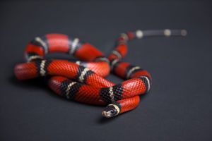 LEEF_Florida's tweet photo. Teachers, did you know that you can apply for a pets in the classroom grant?
Check out the details by visiting our EE News, featured stories:
https://t.co/YT4cANEpxc
#teachers #classroom #pets #grants #classroomgrant #enviroed #enviroeducators #educators #educationalanimals https://t.co/Wcd3KHIyo4
