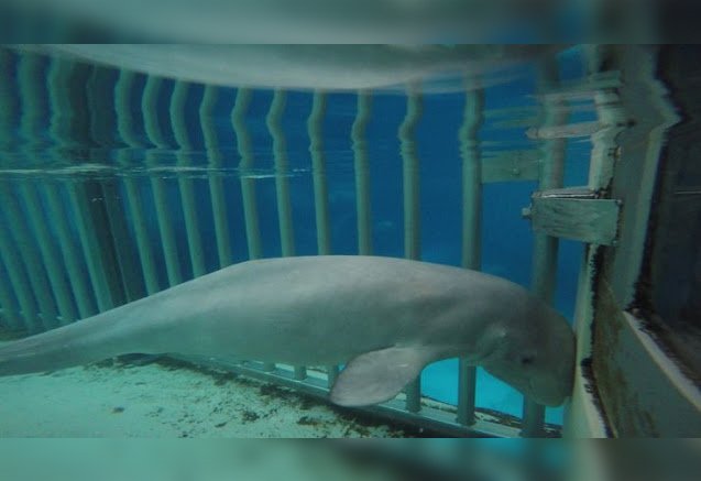 Leftist_Legend's tweet photo. Les Marineland sont des prisons et des lieux de maltraitance sur les animaux ! On peut y voir tout de suite l'enfer que vivent les animaux, notamment par leur comportement.

Tout n'est que business, et les gens qui continuent d'y aller pour se divertir devraient avoir honte... https://t.co/pblLWHIH2v