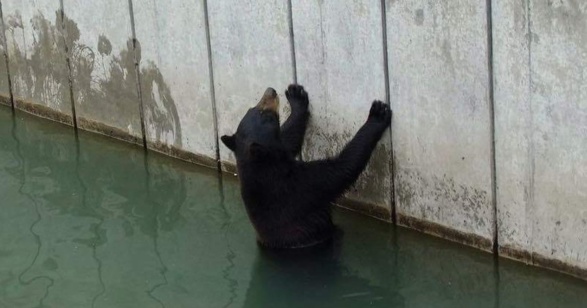 Leftist_Legend's tweet photo. Les Marineland sont des prisons et des lieux de maltraitance sur les animaux ! On peut y voir tout de suite l'enfer que vivent les animaux, notamment par leur comportement.

Tout n'est que business, et les gens qui continuent d'y aller pour se divertir devraient avoir honte... https://t.co/pblLWHIH2v
