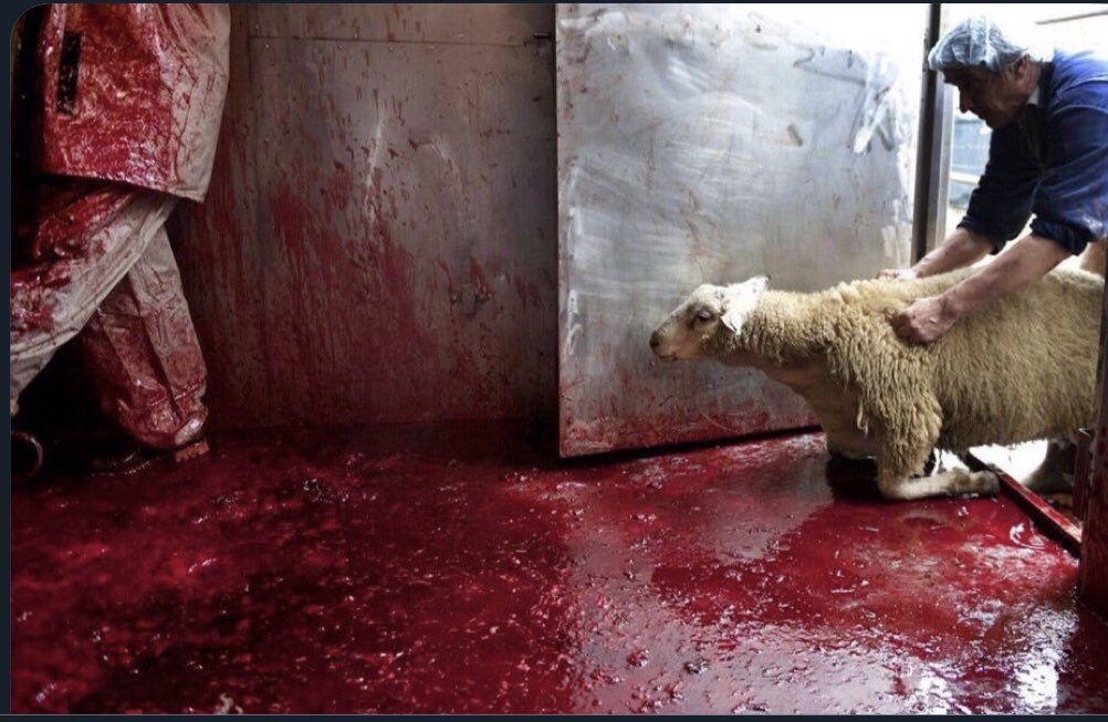 Зошто Анима Мунди не реагира за Курбан Бајрам?