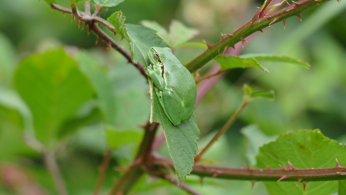 reservebosw8er's tweet photo. De aanhouder wint. Boomkikkertjes gevonden hoor. Wat zijn ze toch leuk! #Fochteloërveen #Ravenswoud #groen #boomkikker @Natuurmonument https://t.co/WvWXoN08bS