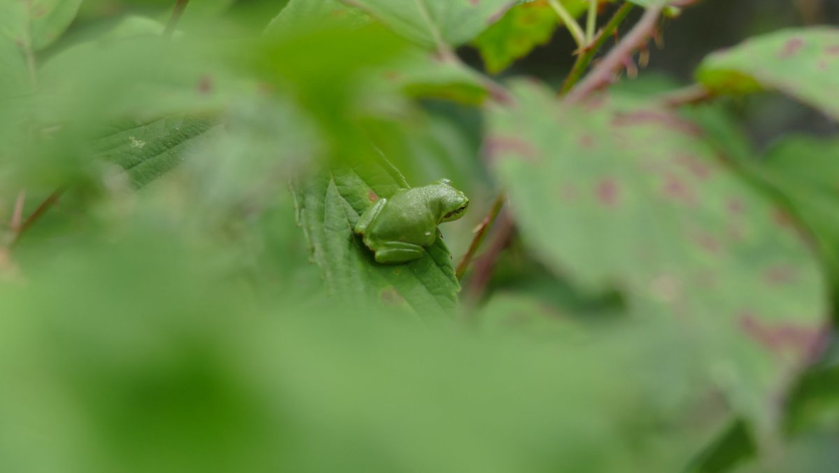 reservebosw8er's tweet photo. De aanhouder wint. Boomkikkertjes gevonden hoor. Wat zijn ze toch leuk! #Fochteloërveen #Ravenswoud #groen #boomkikker @Natuurmonument https://t.co/WvWXoN08bS