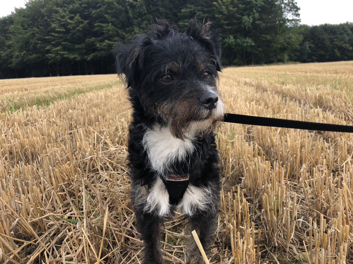 EdenWellDog's tweet photo. Lovely day today with Yurty & Tilly ๐ฅฐ๐ถ #JackRussell #Staffy #Cabin #EdenWell #Challock #Molash #Ashford #Canterbury #Folkestone #RoverSitter #ineedadogwalker #DoggieDayCare #Dogwalker https://t.co/X3lB4aBM9L
