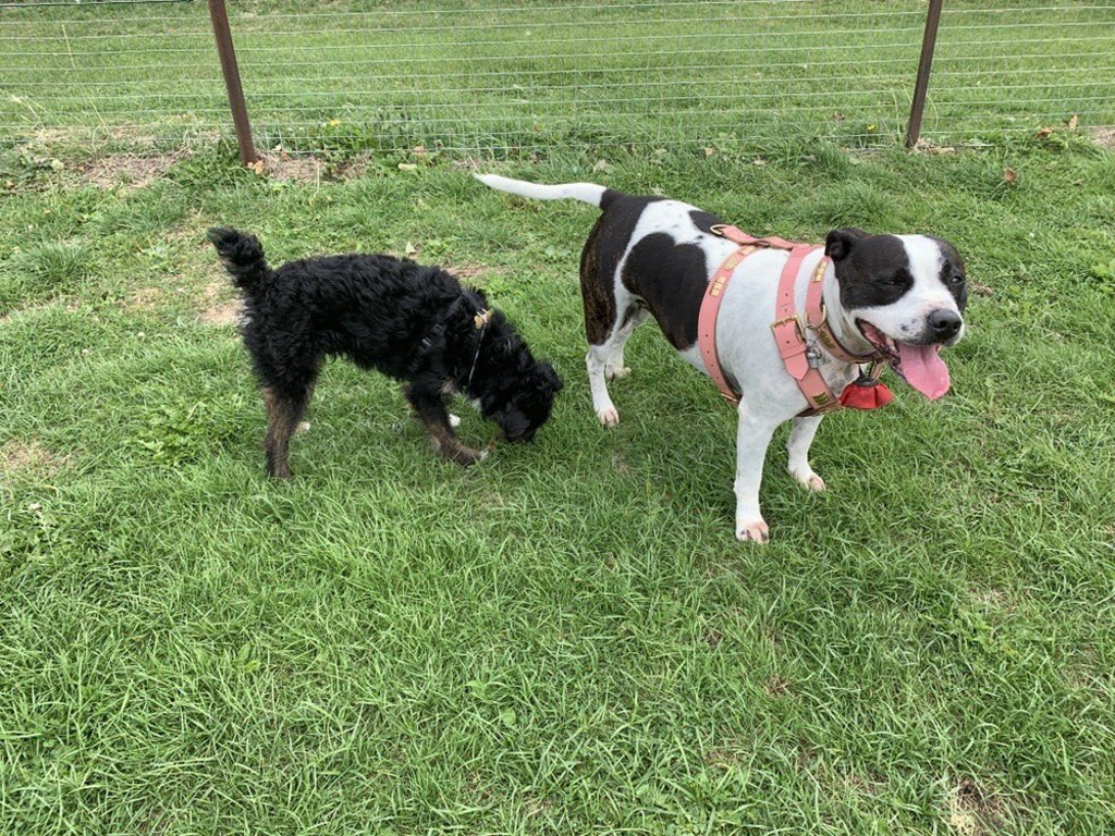 EdenWellDog's tweet photo. Lovely day today with Yurty & Tilly ๐ฅฐ๐ถ #JackRussell #Staffy #Cabin #EdenWell #Challock #Molash #Ashford #Canterbury #Folkestone #RoverSitter #ineedadogwalker #DoggieDayCare #Dogwalker https://t.co/X3lB4aBM9L