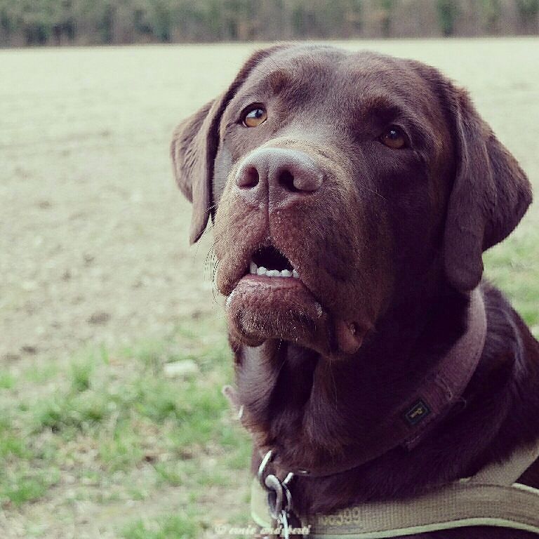 You have a dog related blog or business and you are looking for an influential partner in the twitterverse? I am open for cooperations. Just send me a DM!