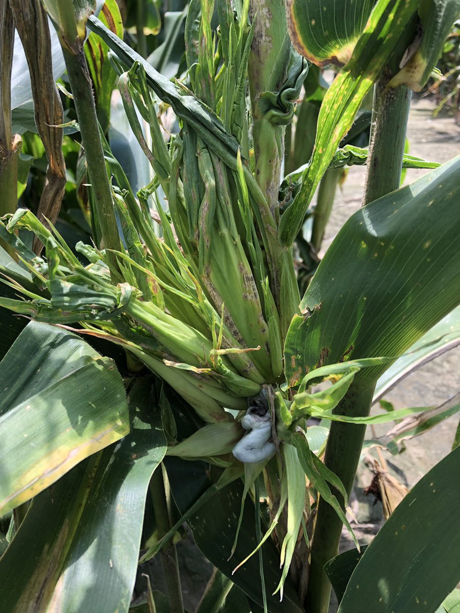 baldpathologist's tweet photo. A plant pathology two-fer for your Sunday #crazytop #smut https://t.co/DhGEQ9VMKd