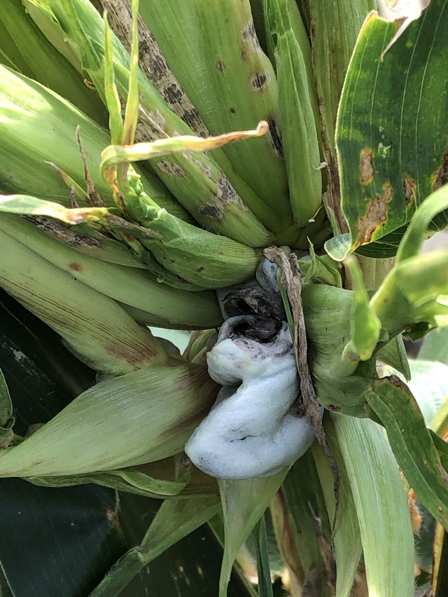 baldpathologist's tweet photo. A plant pathology two-fer for your Sunday #crazytop #smut https://t.co/DhGEQ9VMKd