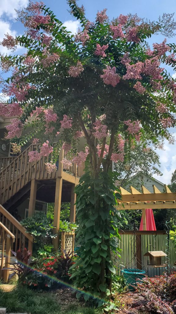 day_yard's tweet photo. The Moonflower Vine Grew Beautifully On My Natural Trellis! What Do You Think? Leave Me A Comment, Lets Talk About It: https://t.co/H2o7tTzIjM #Garden #Home #Landscape #Vines https://t.co/R5cOoUhNcf