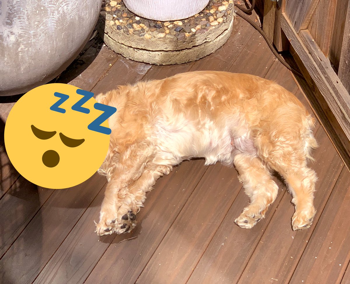 MollyPantsDog's tweet photo. California Dreamin’ https://t.co/2jLbRrxKV2