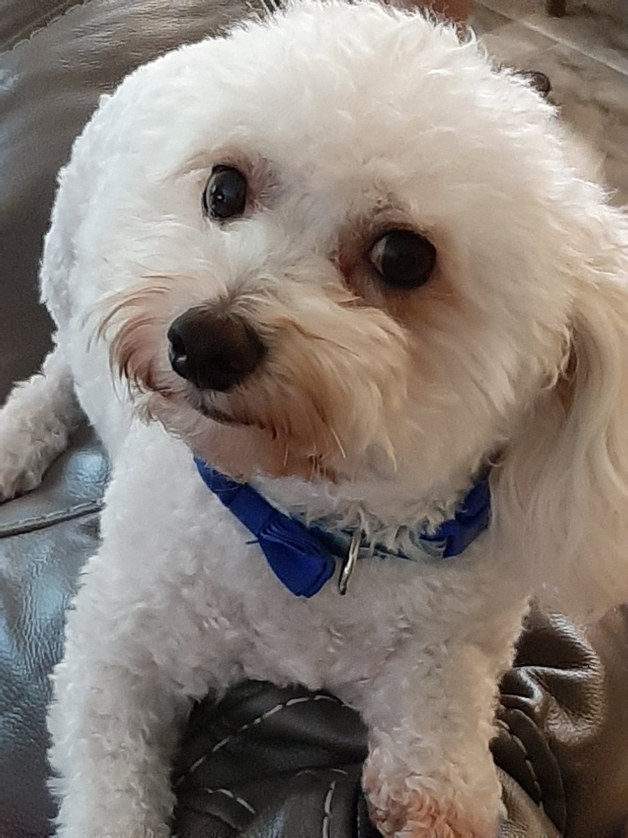 thewhyterabitt's tweet photo. He saw me boxing up his treats.....
He's not amused.
#florida #home #myhouse #moving #dog #pet #puppy #dogsoftwitter #stinkeye #trears #photo #photography https://t.co/9Q5kGlPxRF