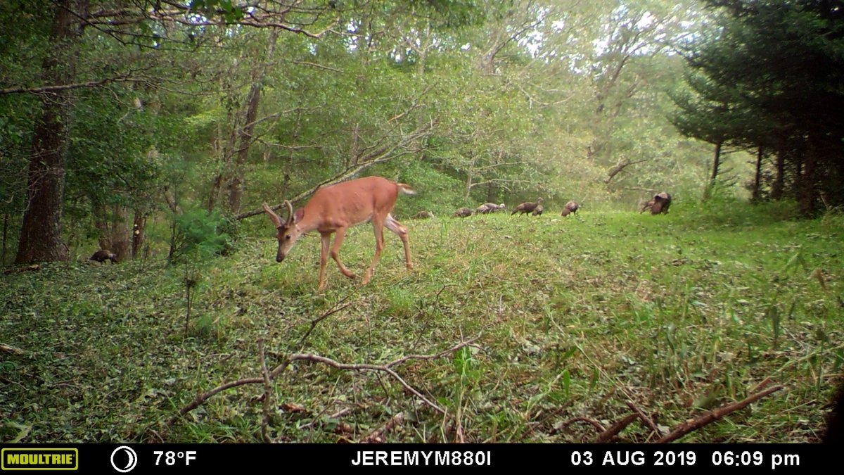 SouthernSkyOD's tweet photo. Always good to see young turkeys and young bucks. Just a bonus when they're in the same pic... #wildlife https://t.co/IAI5xifoDM