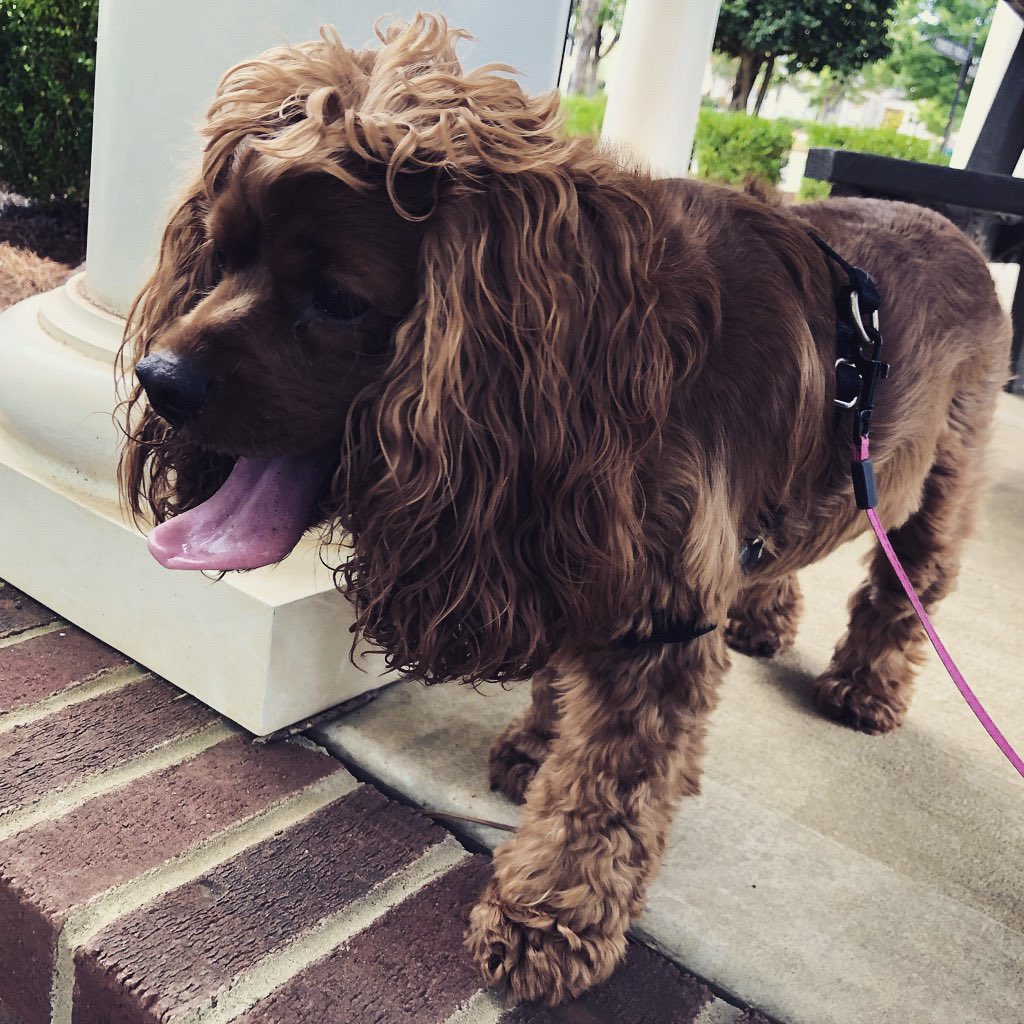 littlepenny2015's tweet photo. Walks and walks and walks.
#658create #dogsoftwitter #doggy #dogwalk #cockapoo #dog #paws #pawcircle #leash #walks https://t.co/FoLSmrX1Xh