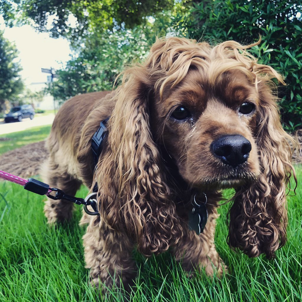 littlepenny2015's tweet photo. Walks and walks and walks.
#658create #dogsoftwitter #doggy #dogwalk #cockapoo #dog #paws #pawcircle #leash #walks https://t.co/FoLSmrX1Xh