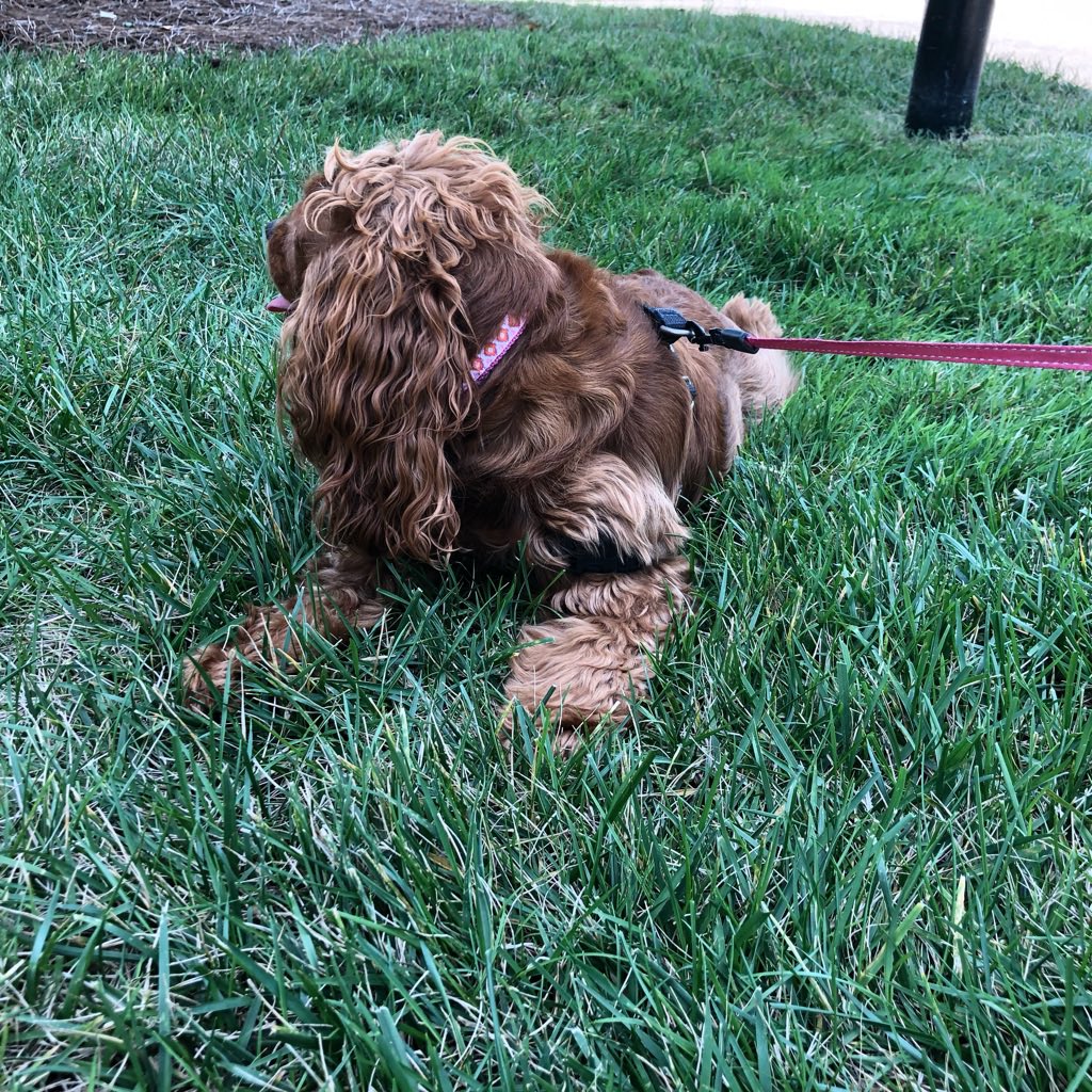 littlepenny2015's tweet photo. Walks and walks and walks.
#658create #dogsoftwitter #doggy #dogwalk #cockapoo #dog #paws #pawcircle #leash #walks https://t.co/FoLSmrX1Xh