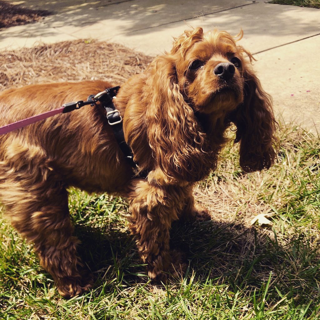 littlepenny2015's tweet photo. Walks and walks and walks.
#658create #dogsoftwitter #doggy #dogwalk #cockapoo #dog #paws #pawcircle #leash #walks https://t.co/FoLSmrX1Xh