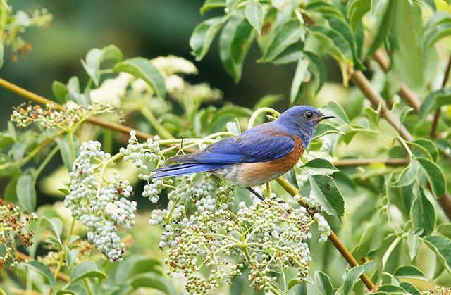 Eyes on another beautiful summer day in the Garden! Pack a picnic, assemble your squad and venture out to explore the great outdoors right here in #LosAngelesCounty! 📷: Nobuo Iwata
.
.
.
.
.
.
#SouthCoastBotanicGarden #SCBGarden #SouthBay #LosAngeles… ift.tt/31vzFhp