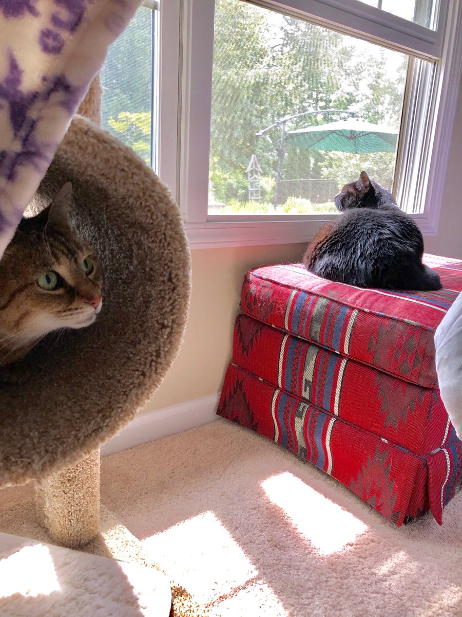 m_eleven's tweet photo. Mom and dad are having a barbecue and we’re hiding in the bedroom until excess humans leave. #CatsOfTwitter #GoHomeHumans https://t.co/x3EReNiJ6N