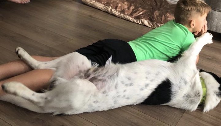 sharonwatkins77's tweet photo. Four weeks ago Coady (formerly known as Pixel) joined our family. We are so lucky to have him, he is such a good boy. Harry just adores him best friends for life ! #BhamDogsHome #RescueDogs #friendsforlife https://t.co/guWQuugaNj