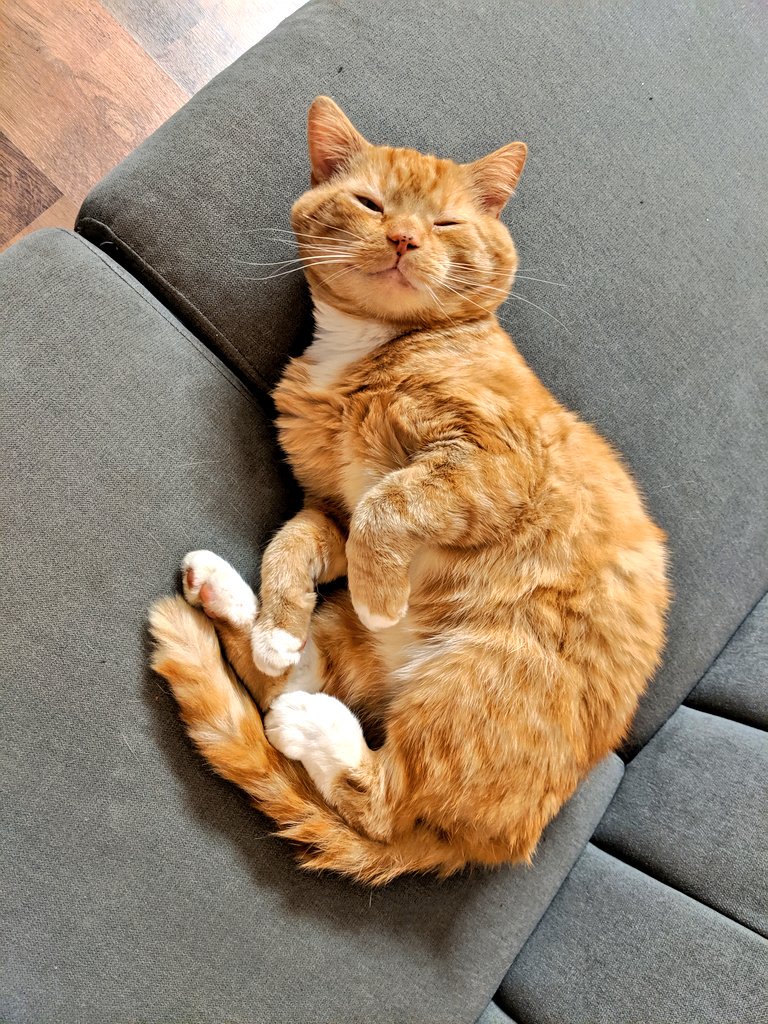 thegoodcatboy's tweet photo. ,helo https://t.co/b7Ag24IBQk