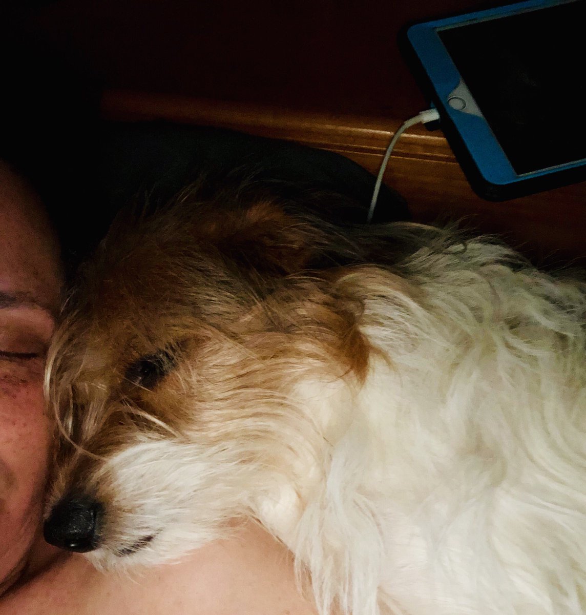 CouchVicki's tweet photo. #EdChronicles #SpoiledDogDiaries this is what I woke up to this morning ๐ https://t.co/W9nmrxZZE7