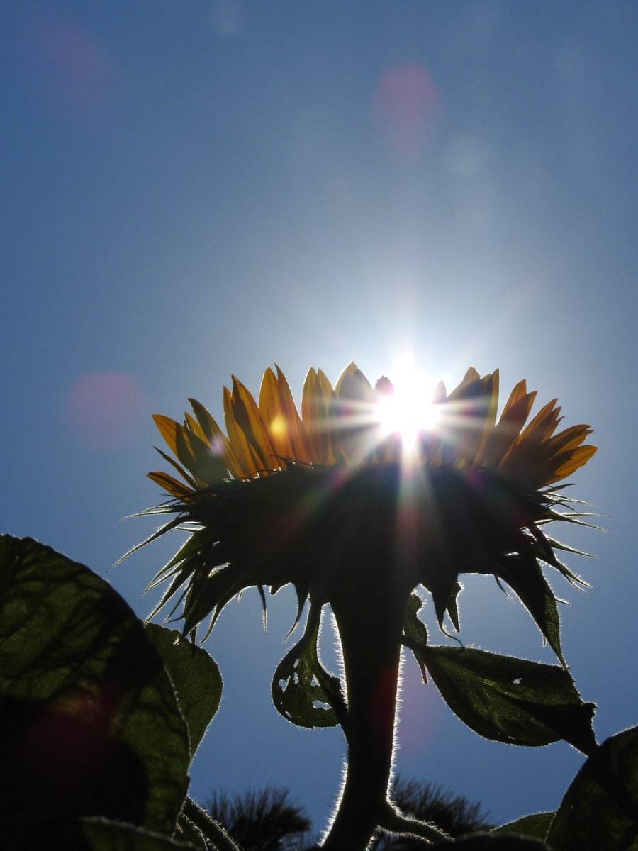 BretPhotos's tweet photo. The sun on the sunflower https://t.co/w9zSdcVT6R