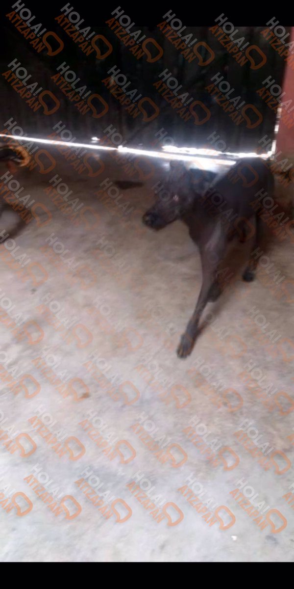 hola_atizapan's tweet photo. #AlertaPet: #BuscaASusDueños
“Hola buen. Día quisiera q publicarán a una perrita q encontre en la colonia san juan. Ixtaxala plano norte en la calle de loma Altamira. Dejo mi número de contacto por si alguien reconoce a su mascota
5566956094”(Sic) https://t.co/b6mhGoZtCb