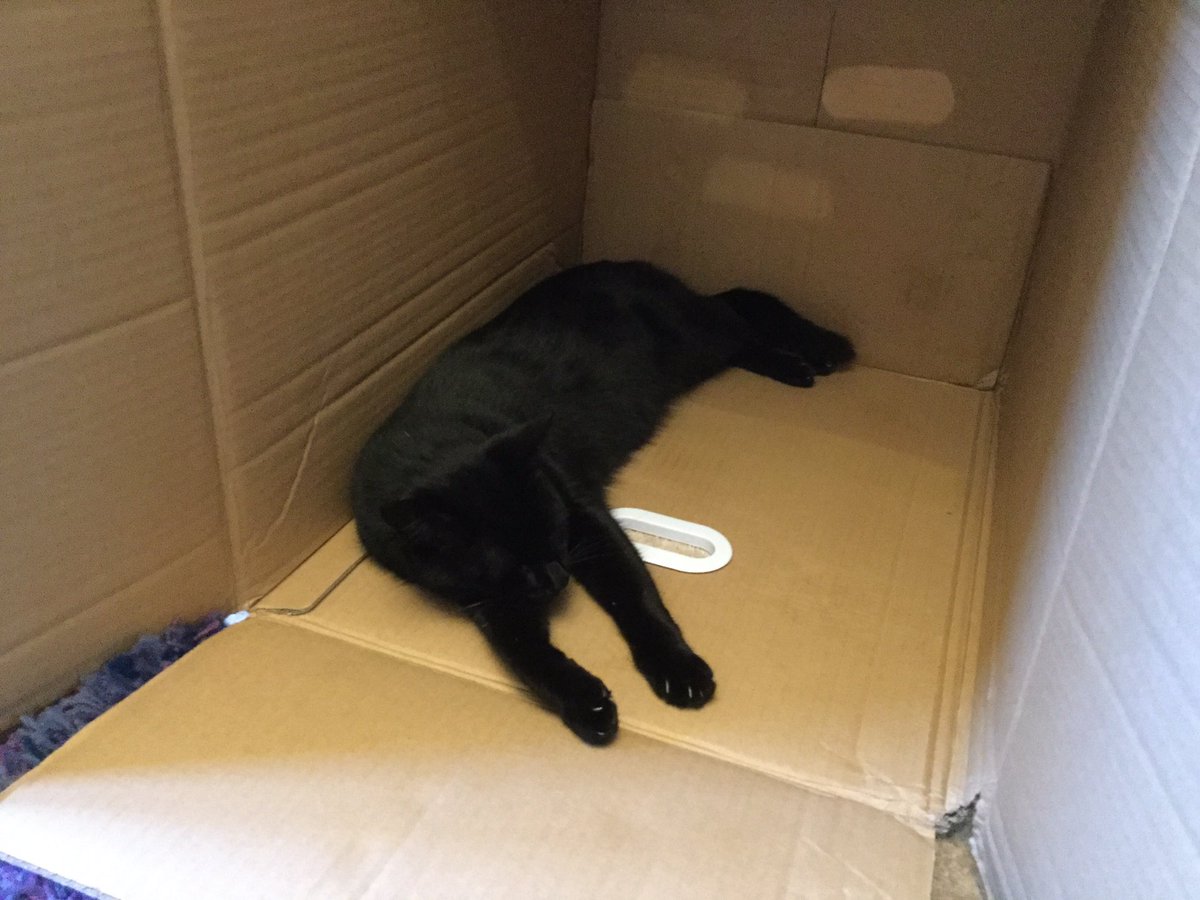 WyrmbergSabrina's tweet photo. Cats and boxes #CatPhoto #BoxesAndCats #EasilyPleased https://t.co/K3yNK5C2M8