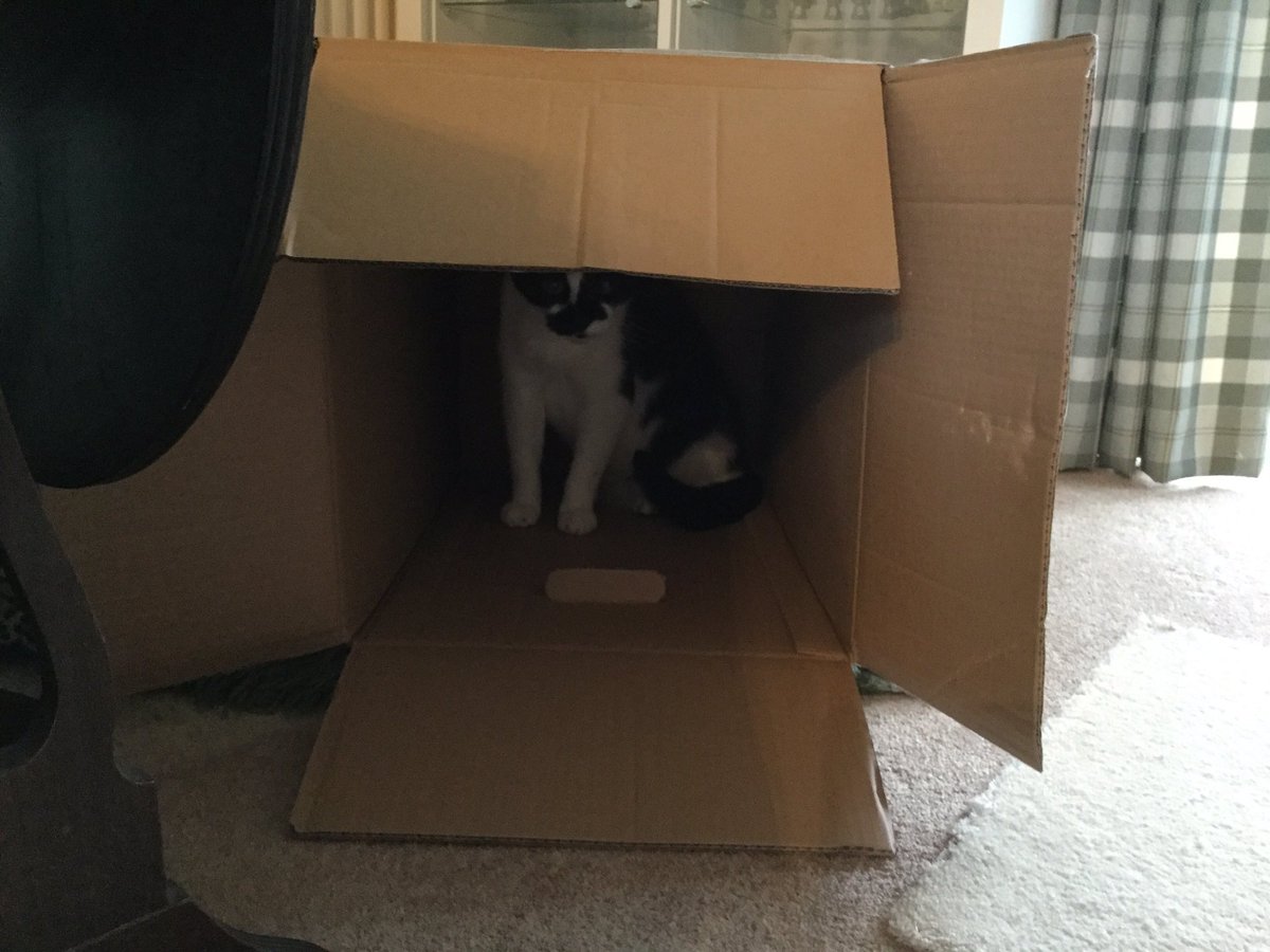 WyrmbergSabrina's tweet photo. Cats and boxes #CatPhoto #BoxesAndCats #EasilyPleased https://t.co/K3yNK5C2M8