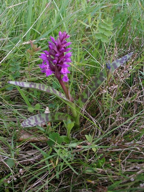 vll111's tweet photo. Зозулинцеві (Orchidaceae)
Хоч орхідеї і вважаються тропічними рослинами, та в Україні їх майже 70 видів, і усі вони, як рідкісні рослини занесені у червону книгу
Найбільше їх в Карпатах та горах Криму, та є і у лісовій зоні, лісостепові і навіть в степу https://t.co/ciL6uFp819