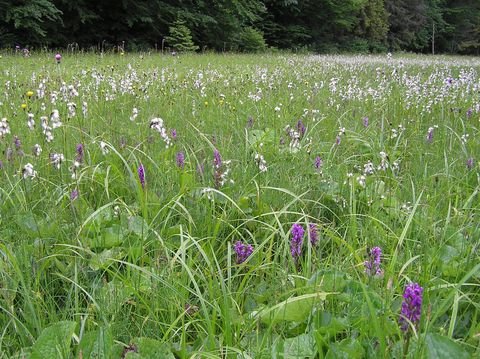 vll111's tweet photo. Зозулинцеві (Orchidaceae)
Хоч орхідеї і вважаються тропічними рослинами, та в Україні їх майже 70 видів, і усі вони, як рідкісні рослини занесені у червону книгу
Найбільше їх в Карпатах та горах Криму, та є і у лісовій зоні, лісостепові і навіть в степу https://t.co/ciL6uFp819
