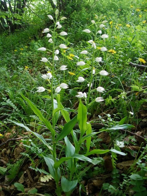 vll111's tweet photo. Зозулинцеві (Orchidaceae)
Хоч орхідеї і вважаються тропічними рослинами, та в Україні їх майже 70 видів, і усі вони, як рідкісні рослини занесені у червону книгу
Найбільше їх в Карпатах та горах Криму, та є і у лісовій зоні, лісостепові і навіть в степу https://t.co/ciL6uFp819