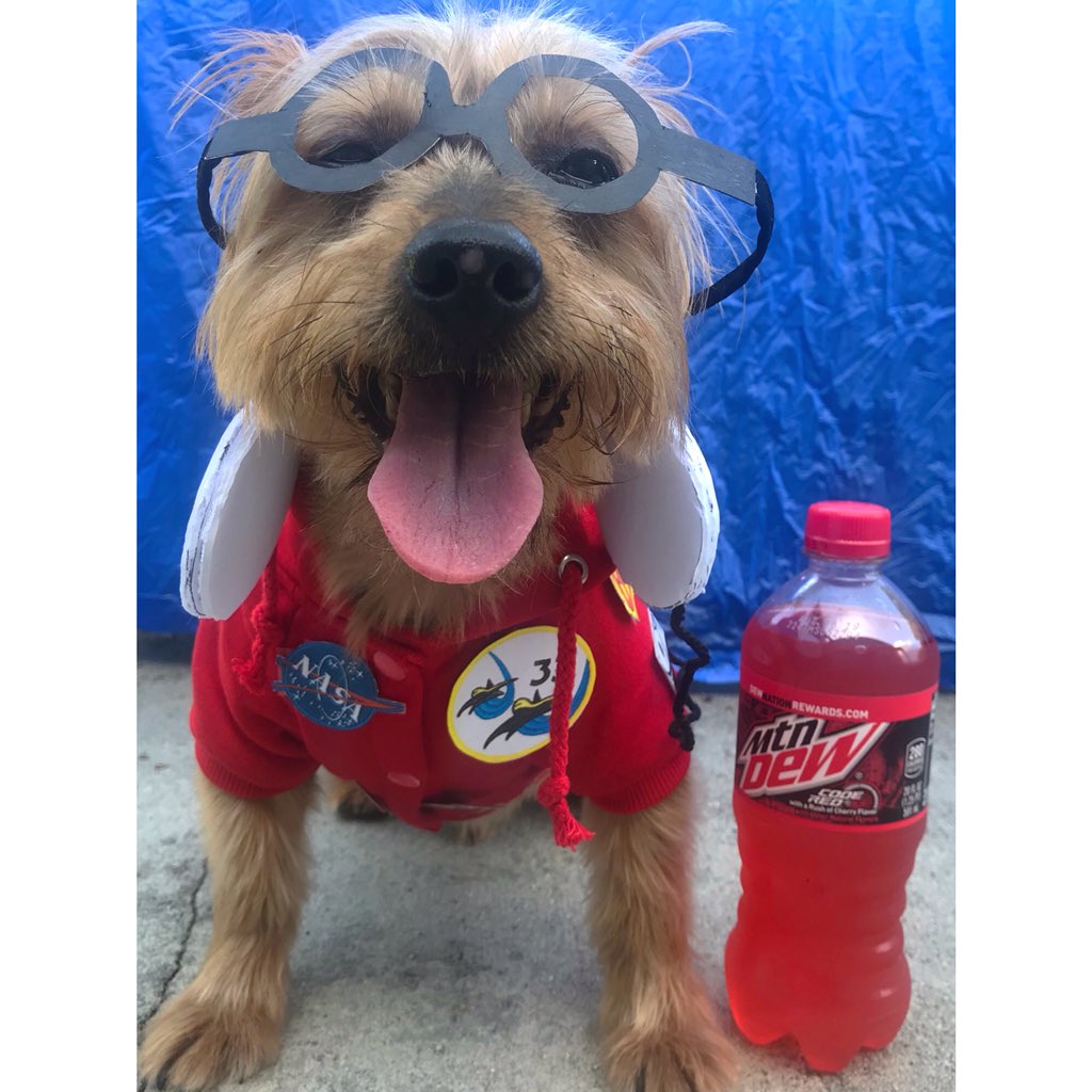 BroadwayDogs's tweet photo. @officialazucena @BeMoreChill https://t.co/OLlblNepLh