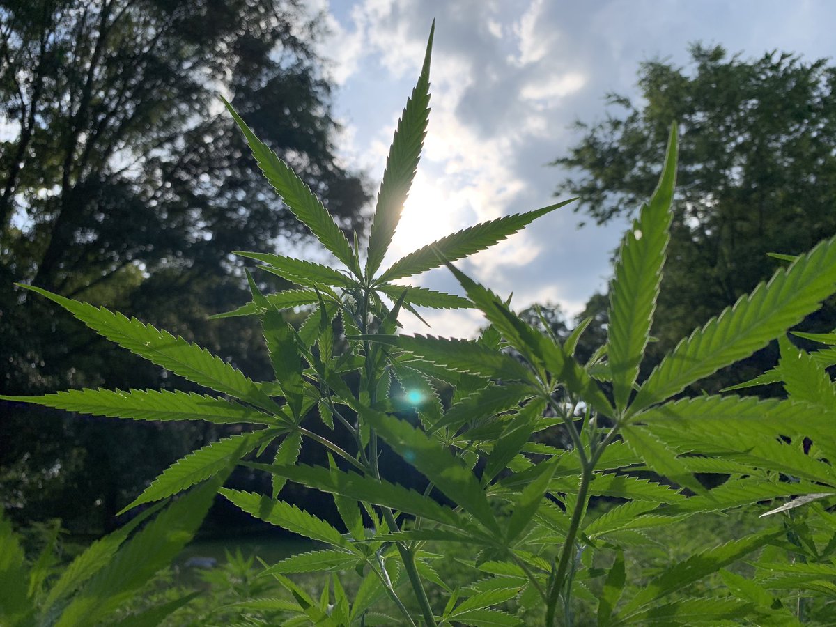 HempHare's tweet photo. August 23-24 can’t get here soon enough!
We get to sell our hemp on the square during @lynchburgfest Lynchburg Music Fest 💛💛
Cannot wait to sell some cannabis in whiskey country 🌲🥃 https://t.co/nSIS48daMs