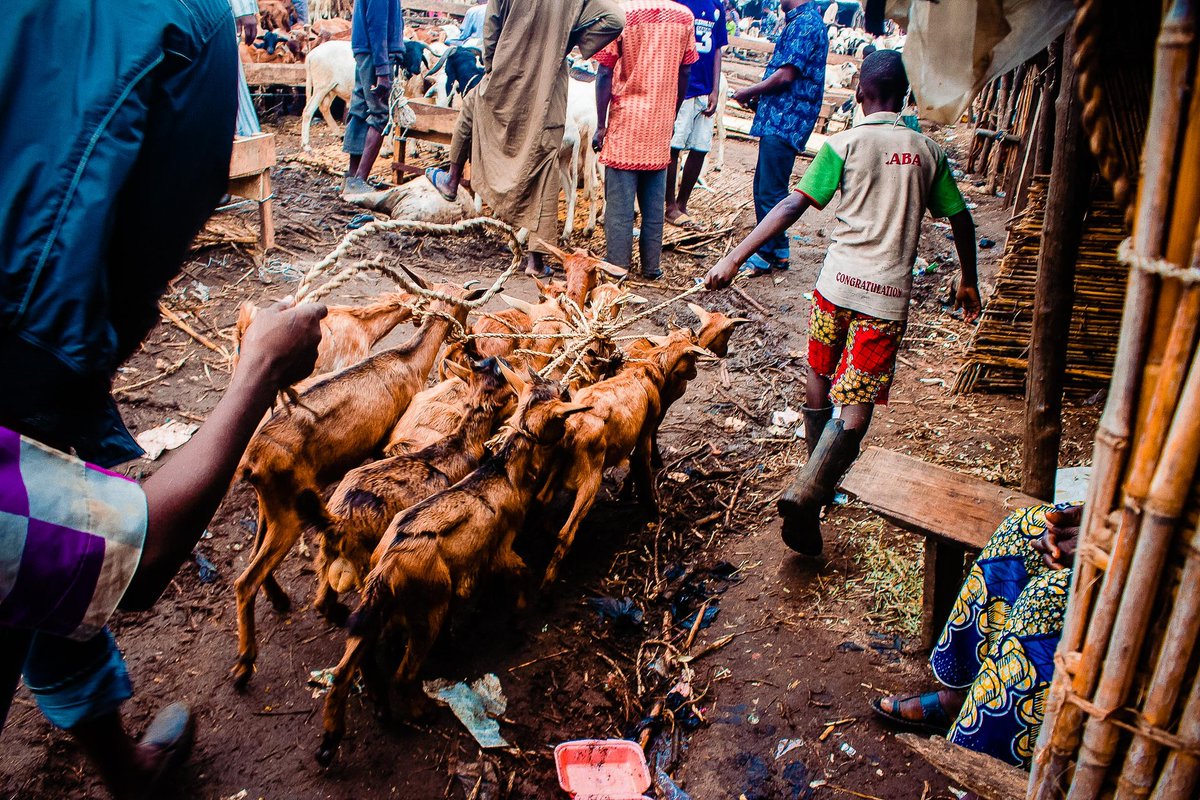 iamseunkilanko's tweet photo. We just follow the leader, don't know where we are going. He might lead us to food or what do you think?
#seunkilanko #everydayafrica #documentaryphotography #everydaystory #everydayibadan #somewhereinibadan #nigeriandocumentary #market #documentaryphotographer #barkadesallah https://t.co/RgNNYtAxY1