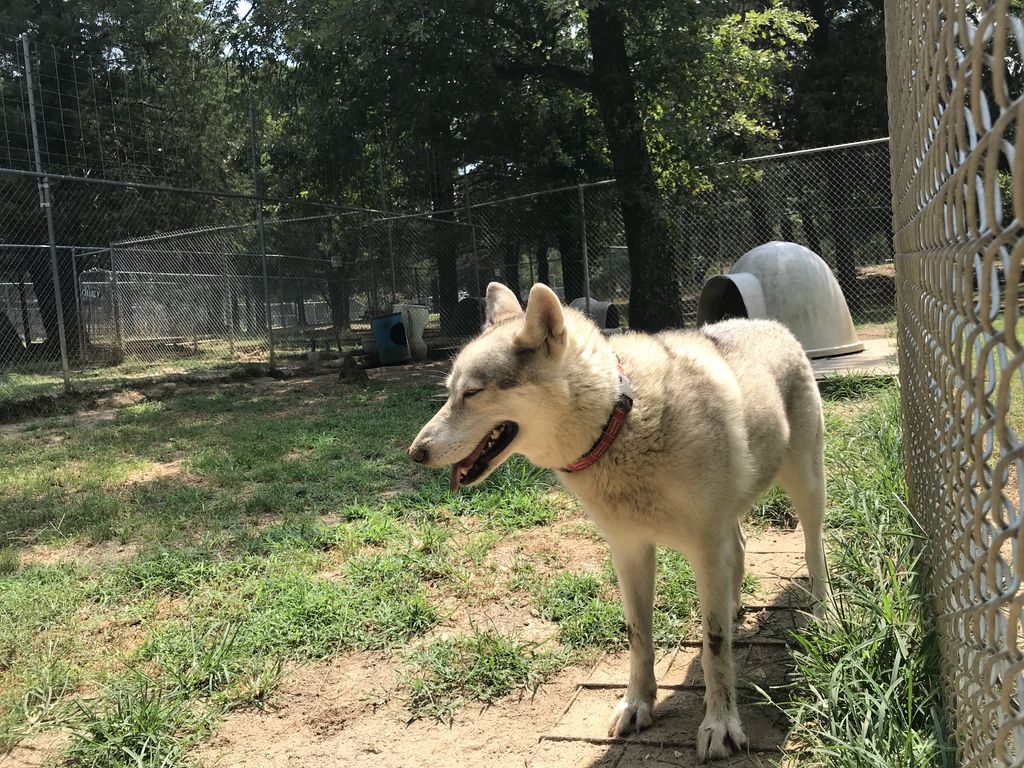 You know who else always has a smile?  Miss Brie!   A little birdie told us she was sorely missed by her family as of late, so I dropped by early this week and made sure to give her the message. Brie is feeling the love.  ♥️ 🐺