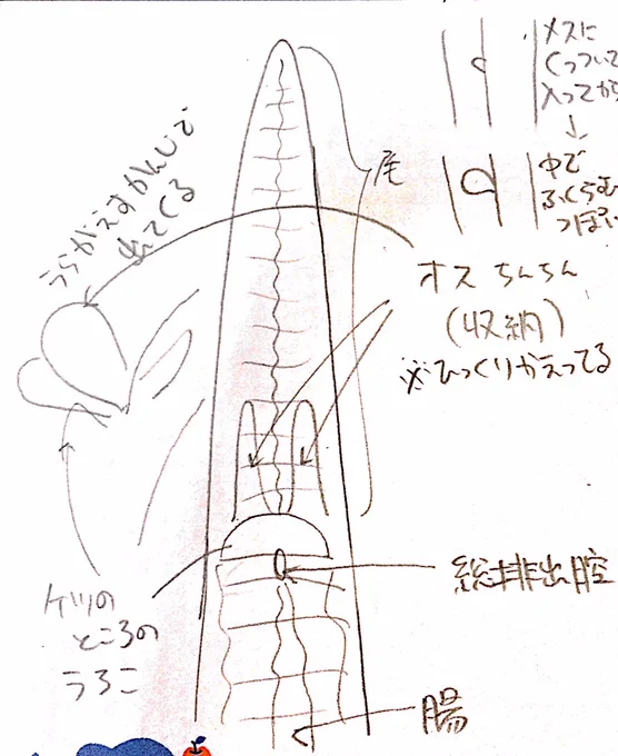 ヘミペニ総排出孔クロ描くためにとりあえず頑張って調べたらこんな感じになったんだけど合ってるんだろうか 精緻ではない 