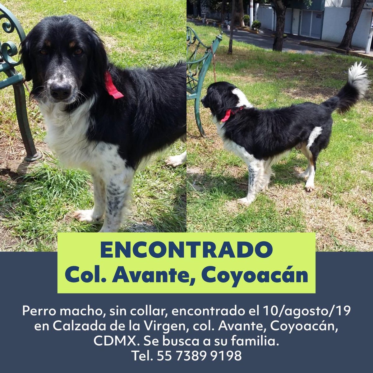 Mascotas Coyoacán 🐾 tweet media