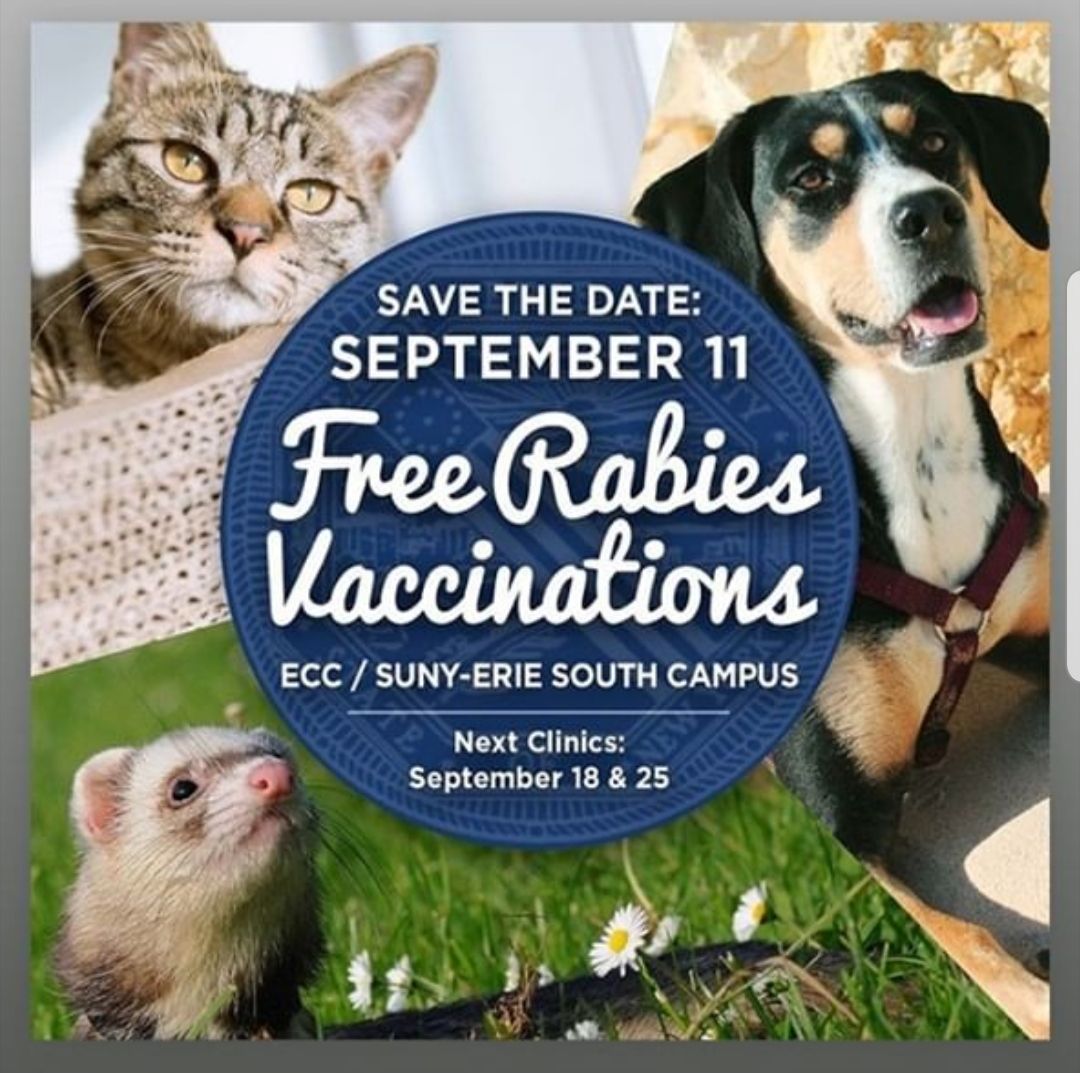 amherstpoliceny's tweet photo. [AMHERST POLICE, NY] -- Save the Date reminder from our friends at the Erie Co. Health Dept.  RABIES VACCINATION September 11, 2019 at   Erie Community College (South Campus) 
#AmherstAnimalControl
@ECDOH
@YourSPCA
@AmherstClerk
@v_williamsville https://t.co/enIKqKehMR
