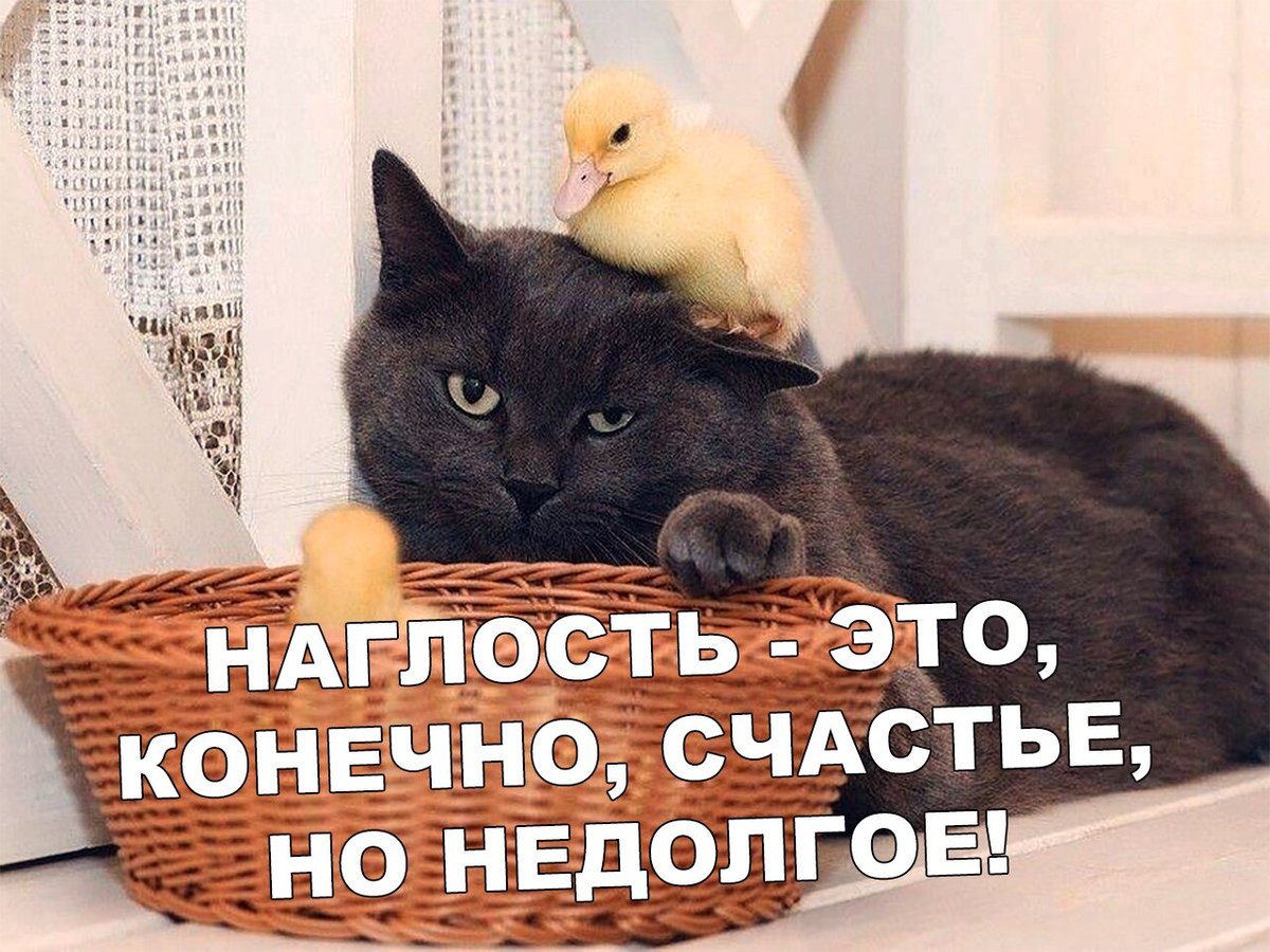 открытки о наглости скандалах где станете