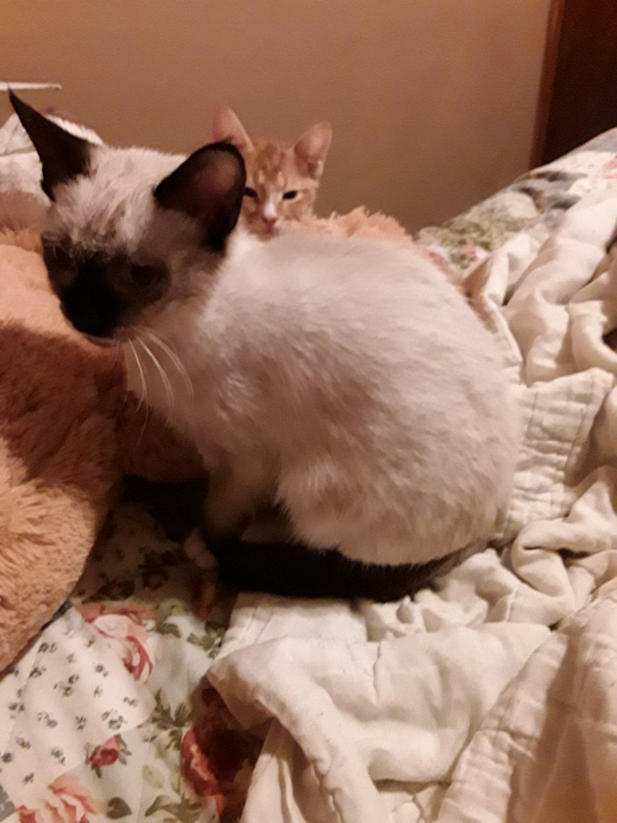 GrumpyCatSmokey's tweet photo. No more baths plz mama? https://t.co/idWHxT5EoU
