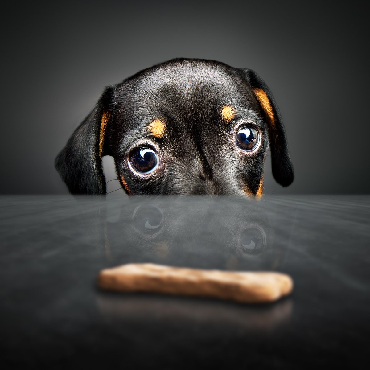 CanonUSA's tweet photo. Models should always be tipped! Be sure to bring along a treat or two to reward your pet after the shoot. #CanonTip https://t.co/cFeBZUXZ2o