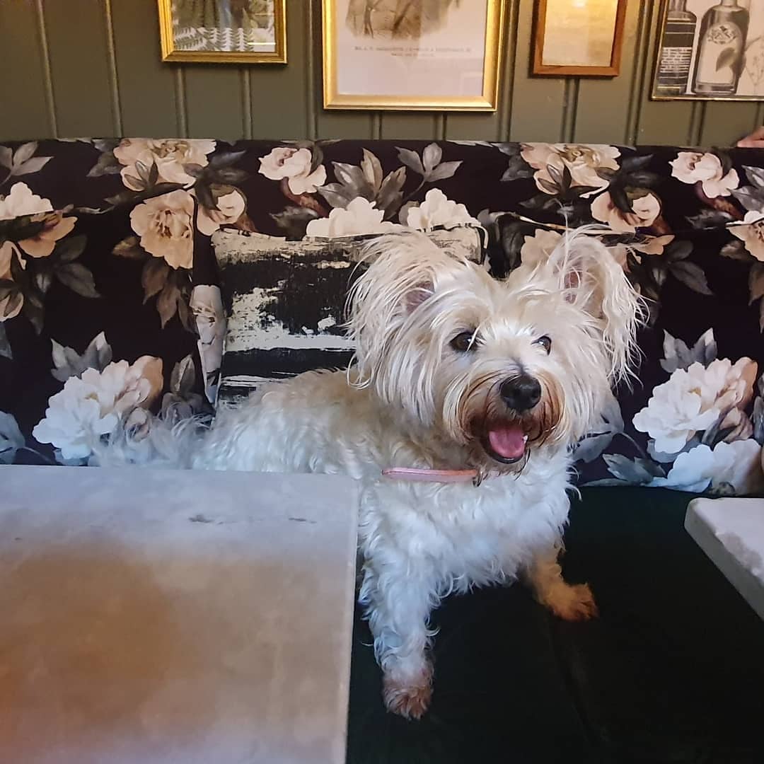 StarlettCrowley's tweet photo. HERE @spotputney IT IS RATHER NICEY BUT PRICEY❣ #smallportion
However. there are many more high quality and more affordable #dogfriendly places in #london listed in my book
THE PASTEL PAGES 🌸
available from https://t.co/YLgE31r6un
https://t.co/2JP2dRezd5 https://t.co/7o70Mc7bJF