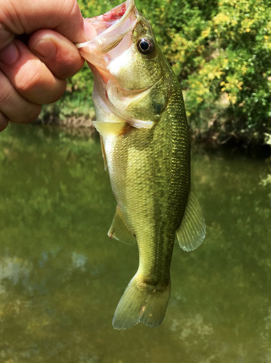 Here’s a little #Bass #BassFishing #Fishing #TexasFish