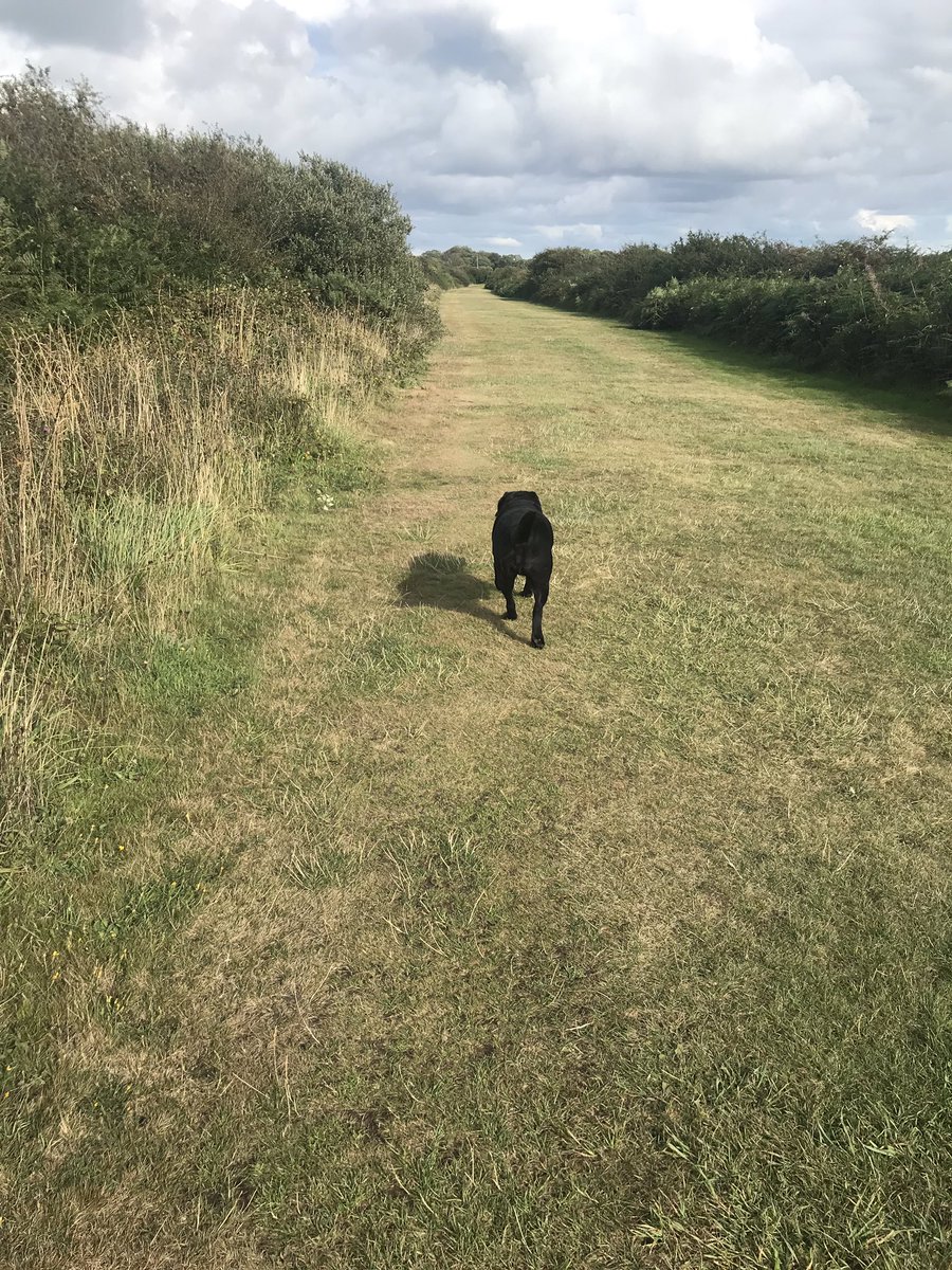 Lovely evening stroll with my girl