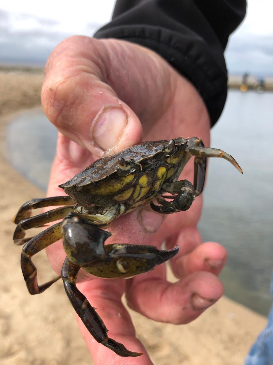 LisaHowarth18's tweet image. I’m not sure that this is what she expected when we went crabbing 🤣🤣🤣
