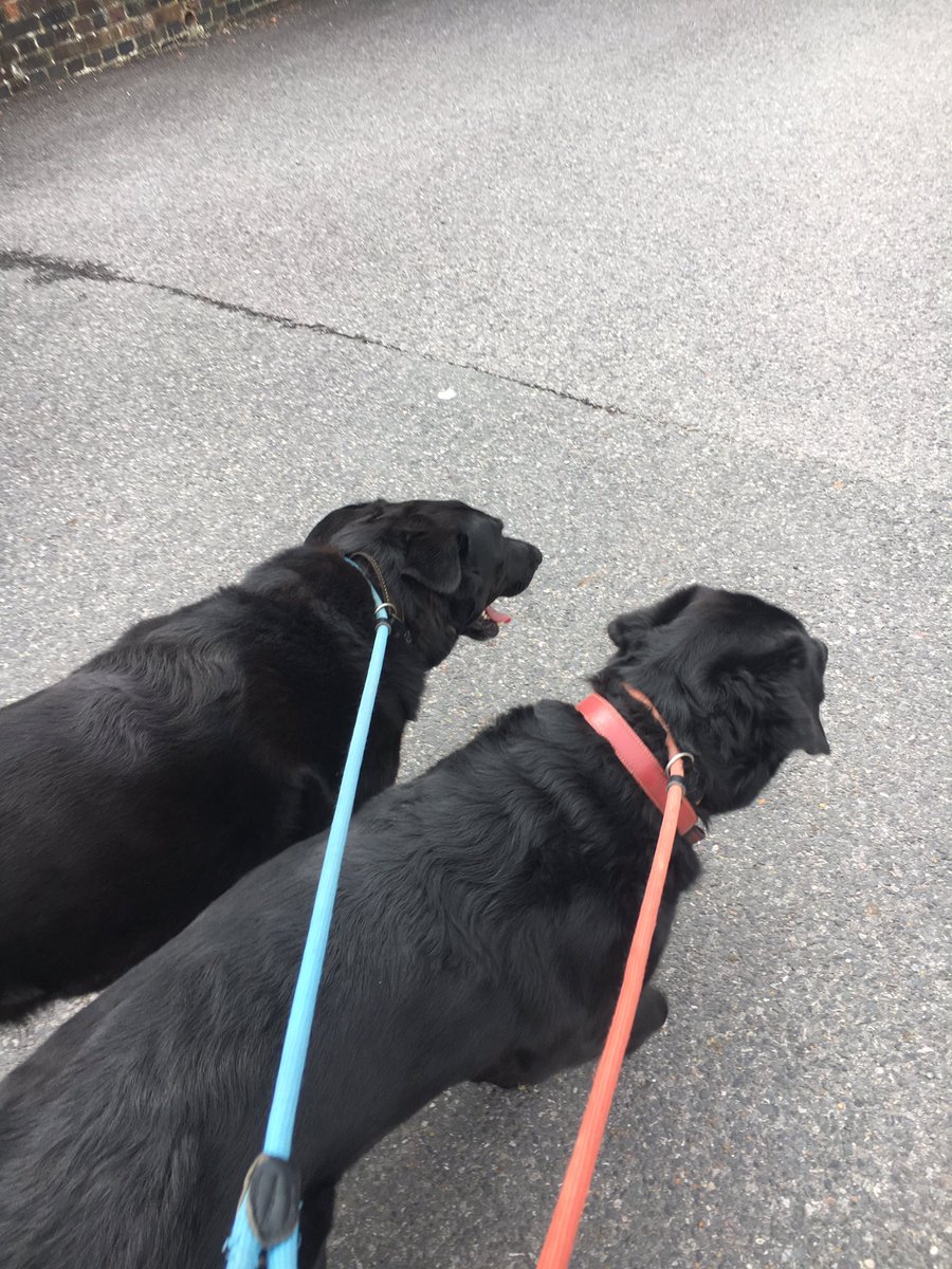 ssnodin's tweet photo. Dog 🐕 walking! #AHPsActive collecting my car 🚙! #PIUPID #PIUPID2019 https://t.co/QksxnTe2HZ