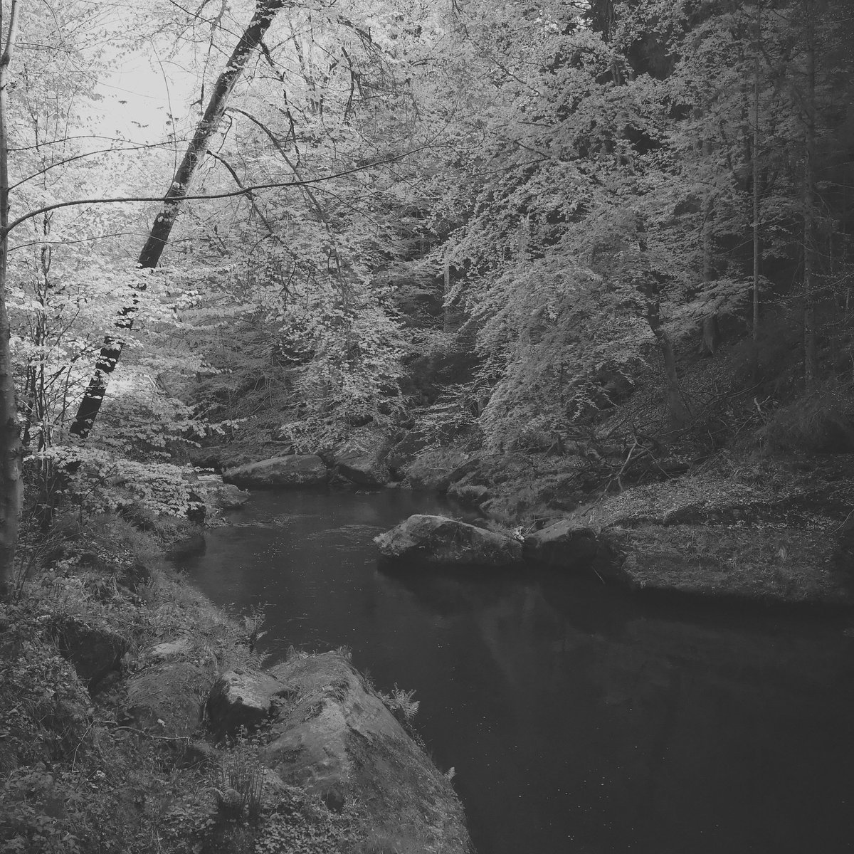 remember #blackmetal cover and prints back in the early 90s? I shot this in #czechrepublic

#melancholy #dark #darkart #darkartwork #woods #nature #blackwhite #photography #grey #blackmetalart #blackmetalartwork